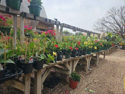 Thousand Oaks tropical plants