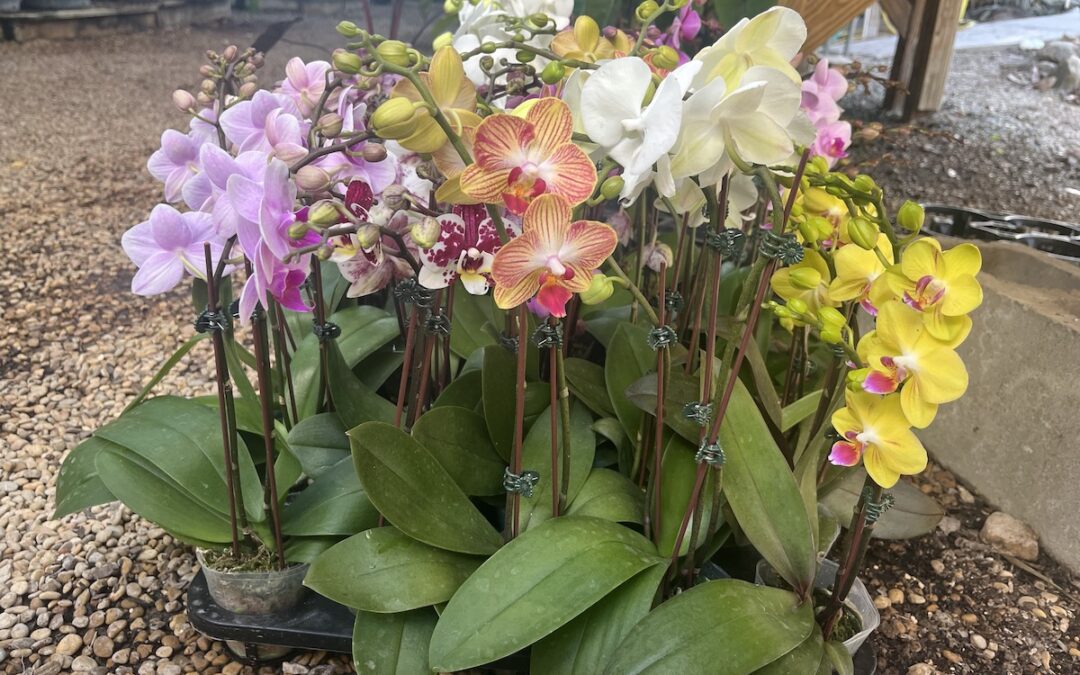 Growing Orchids for Beginners: An Expert Answers Top Questions