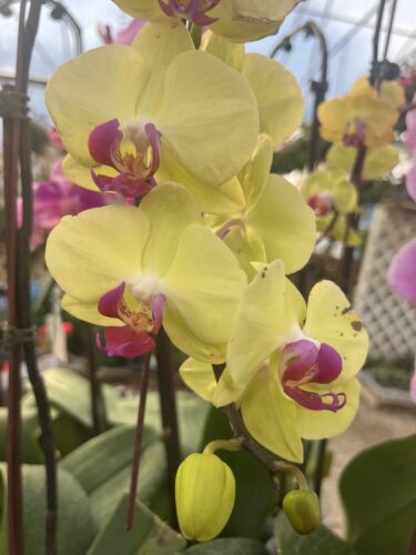 Yellow orchids