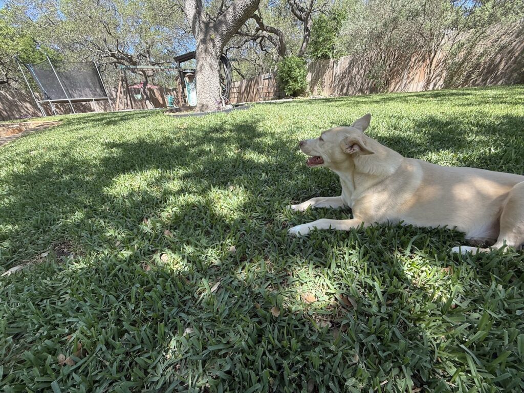 Green lawn after fungicide treatment