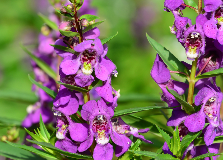 Angelonia: A “Summer Snapdragon,” for San Antonio, Texas
