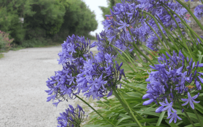 Perennial Flowers: Agapanthus and Daylily, Reliable Bloomers.