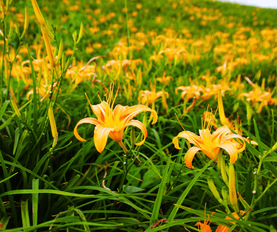 Daylilies