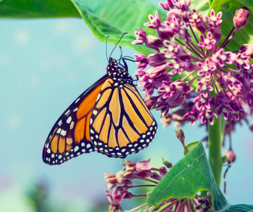 Monarch on milkweed