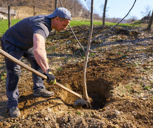 Late spring planting of trees need to be finished by late April