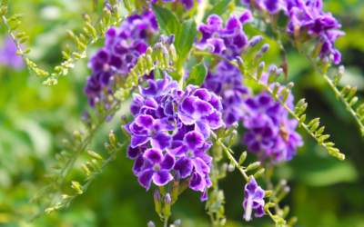 Late Spring Planting Transitions for Summer in San Antonio, Texas