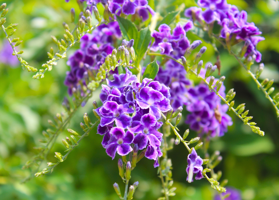 Late Spring Planting Transitions for Summer in San Antonio, Texas