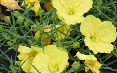 Calylophus: Batches of Sunshine for San Antonio, Texas Gardens