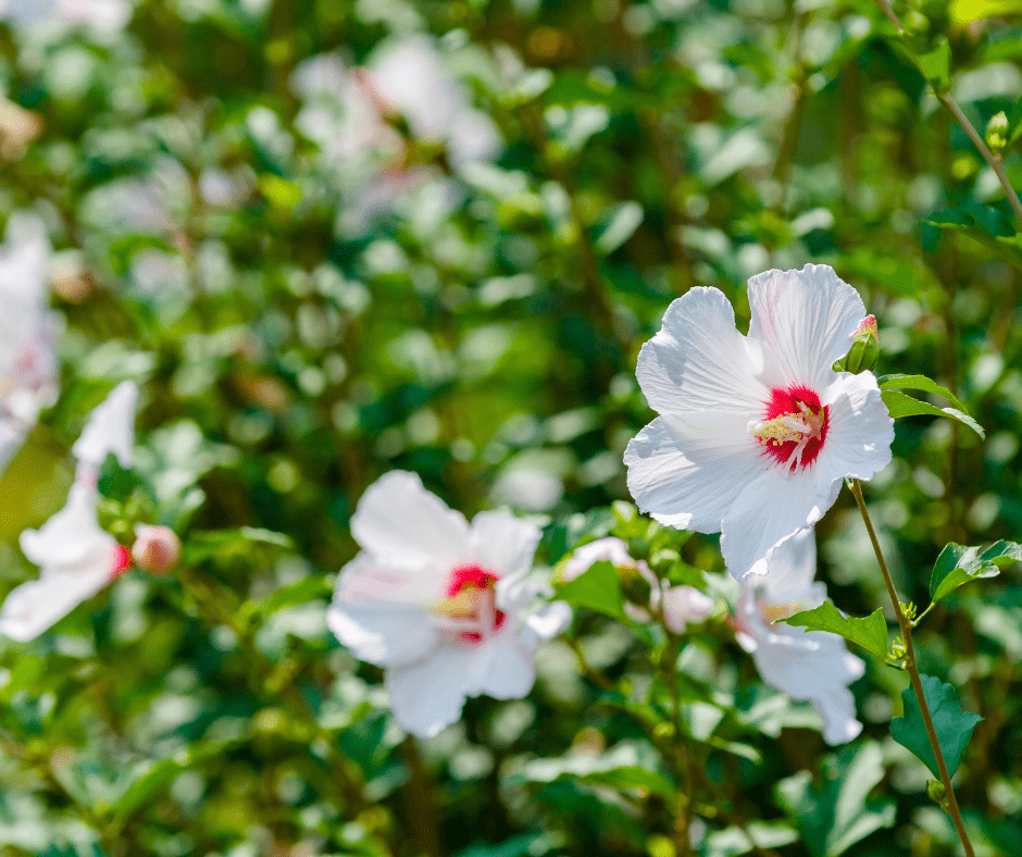 Althea-Rose of Sharon