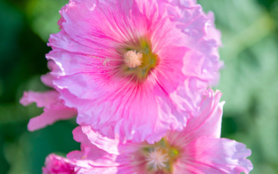 Growing Althea in San Antonio Texas: 5 Growing Tips and More