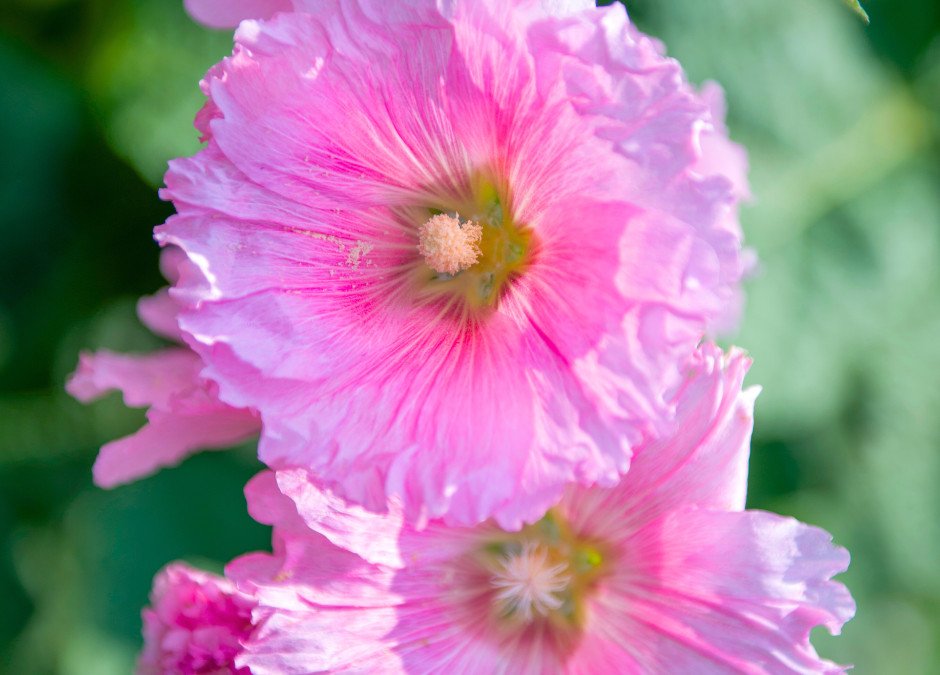 Growing Althea in San Antonio Texas: 5 Growing Tips and More