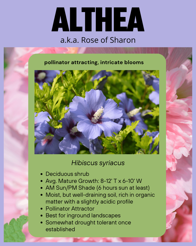 Althea flyer