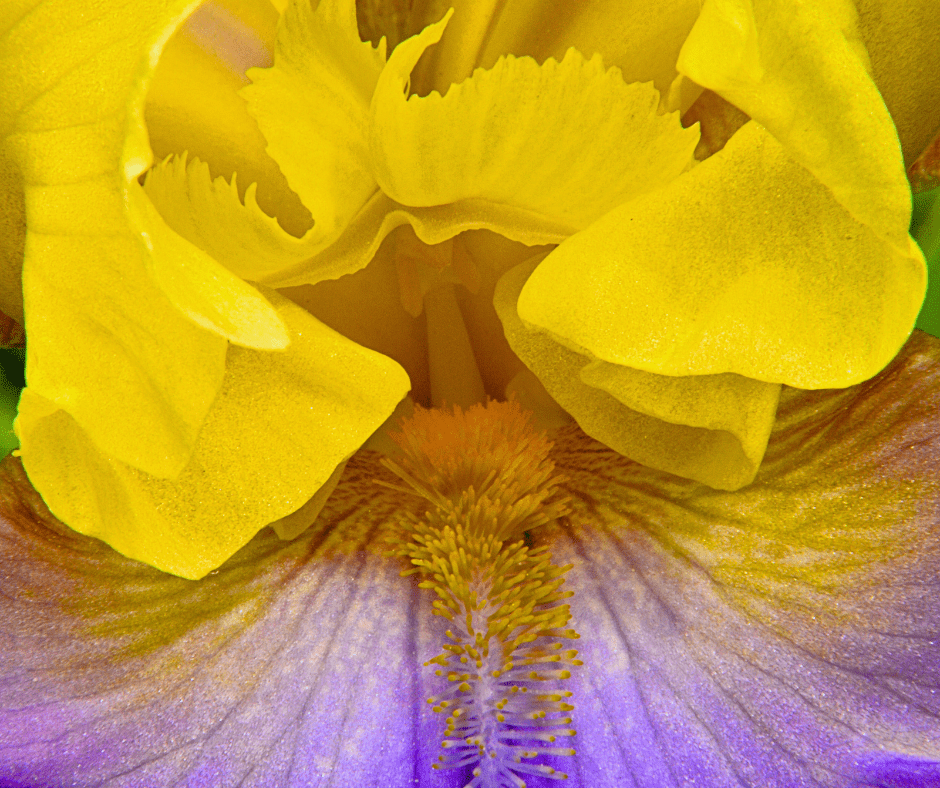 Iris is a bold spring and summer flowering bulb.