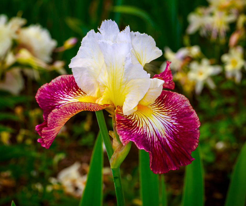 Bearded irises