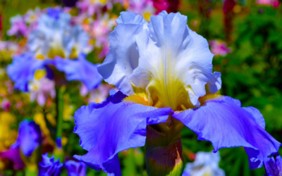 Bearded Irises: Planting and Caring for Rhizomes and Transplants