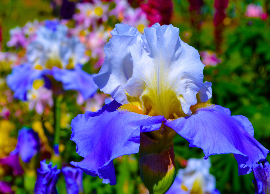 Bearded Irises: Planting and Caring for Rhizomes and Transplants
