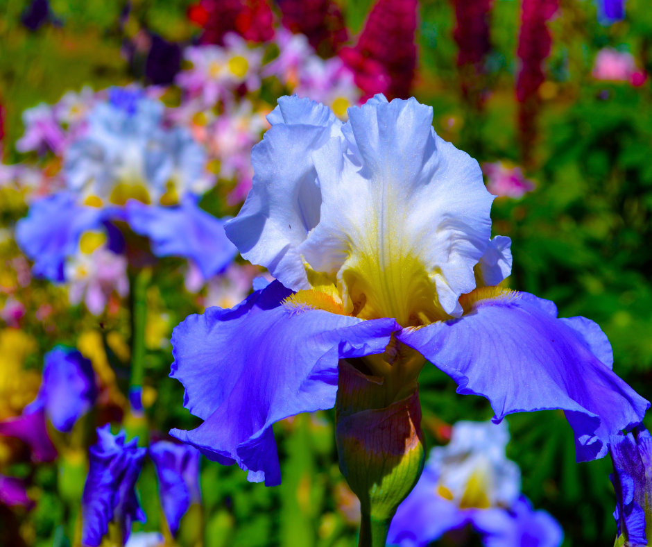 How to Plant, Grow and Care for Bearded Irises in San Antonio, TX