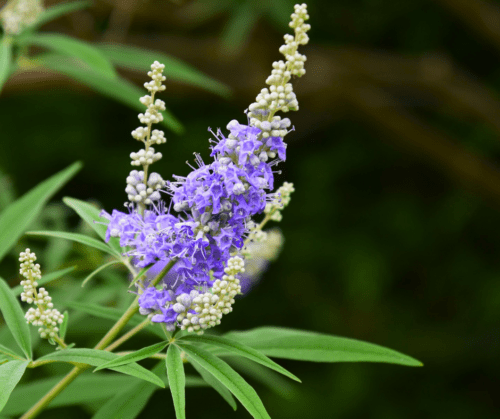 Purple flower spikes
