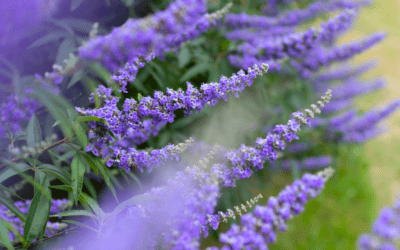 Vitex: Profuse Purple Blooms for San Antonio Landscapes