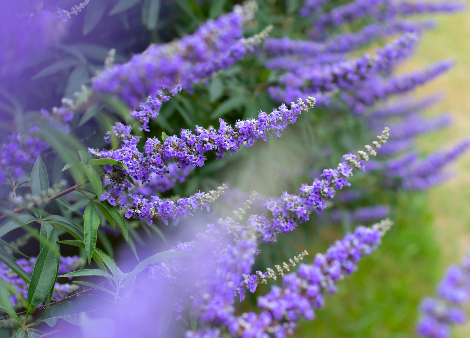 Vitex: Profuse Purple Blooms for San Antonio Landscapes
