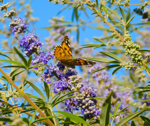 Vitex, Chaste Tree, with butterfly.