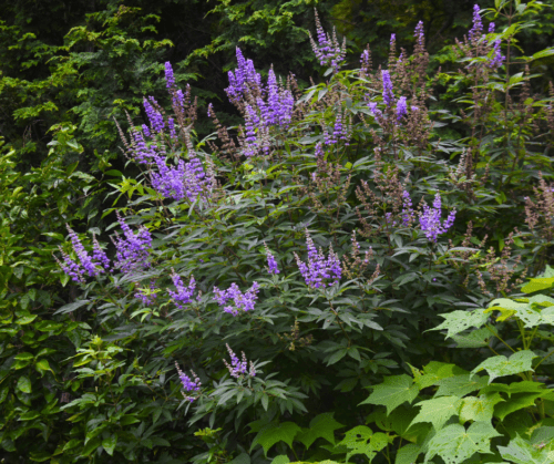 Vitex, Chaste Tree, in a landscape.