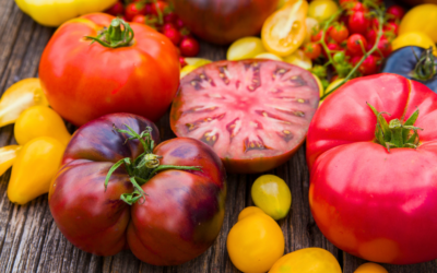 Step By Step Instructions for Saving Heirloom Tomato Seeds