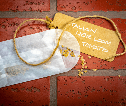 Saving heirloom tomato seeds