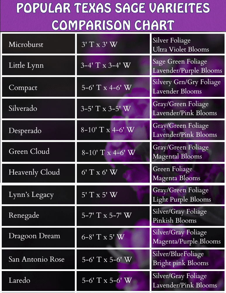 Popular Texas Sage Varieties Comparison Chart