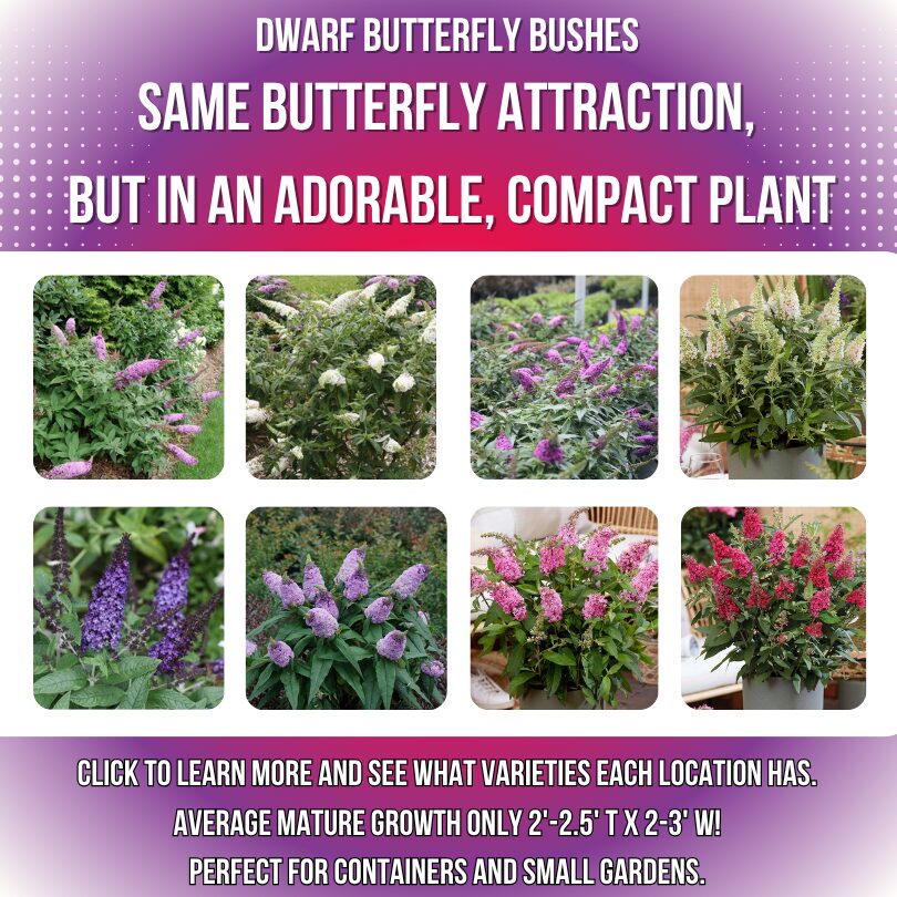 Dwarf Butterfly Graphic