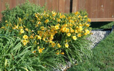 Daylily Bulbs: A San Antonio Growing Guide