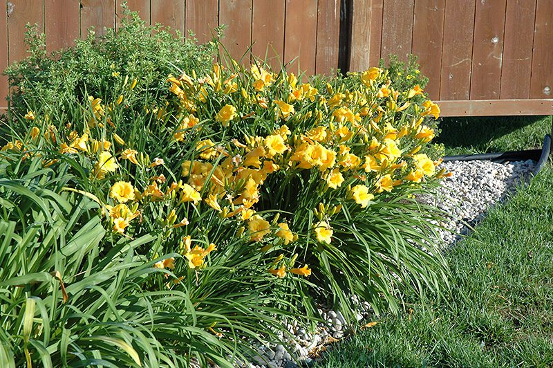 Daylily Bulbs: A San Antonio Growing Guide