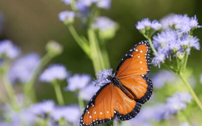 Pollinator Habitats: Why You Need Both Host and Nectar Plants