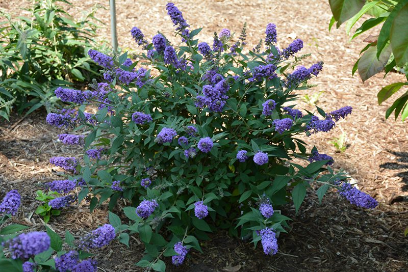 Blue Chip Buddleia davidii, for how to grow a butterfly bush blog.