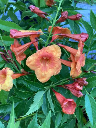 Tecoma Stans kalama variety esperanza