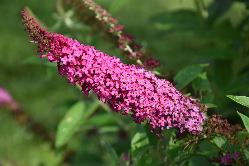 Miss Molly buddleia davidii for how to grow a butterfly bush blog.