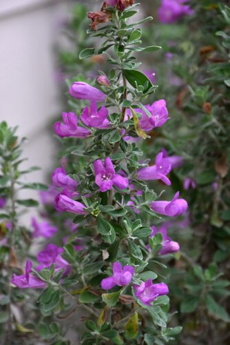 Heavenly Cloud Cenizo Texas Sage