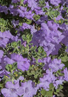 Lynn's Legacy Cenizo, Texas Sage