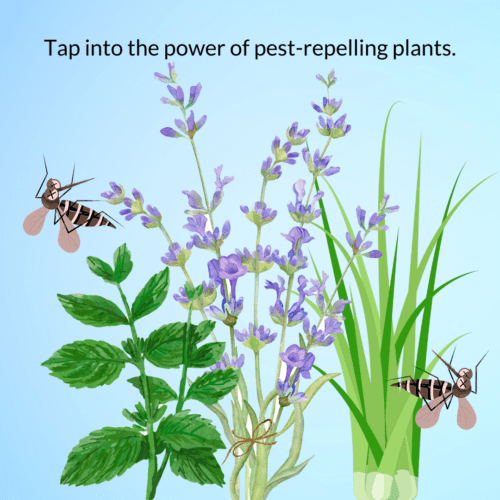 Graphic of insect repelling plants.