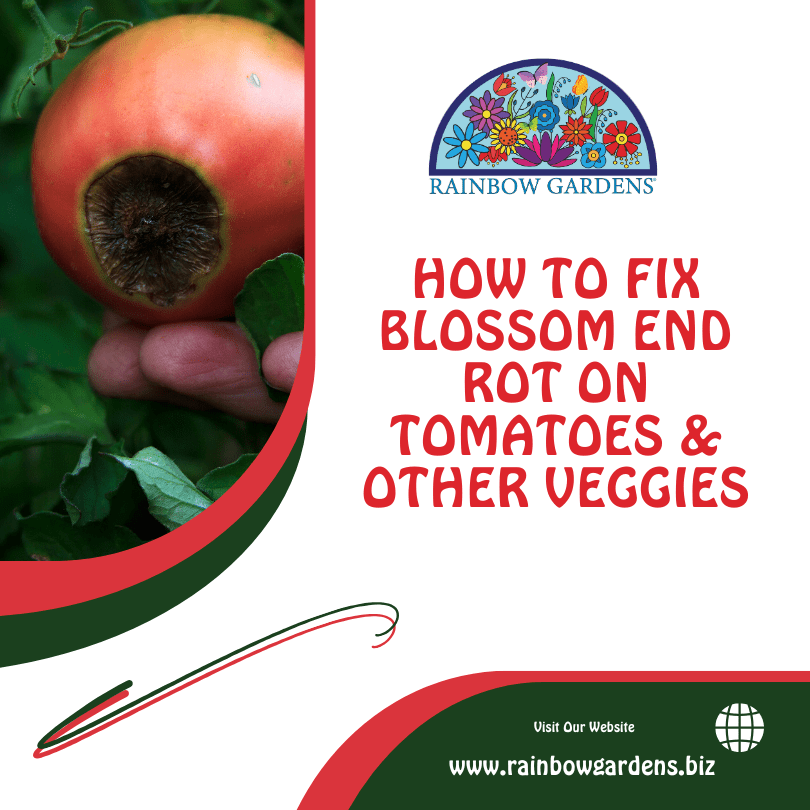 How to Fix Blossom End Rot Graphic