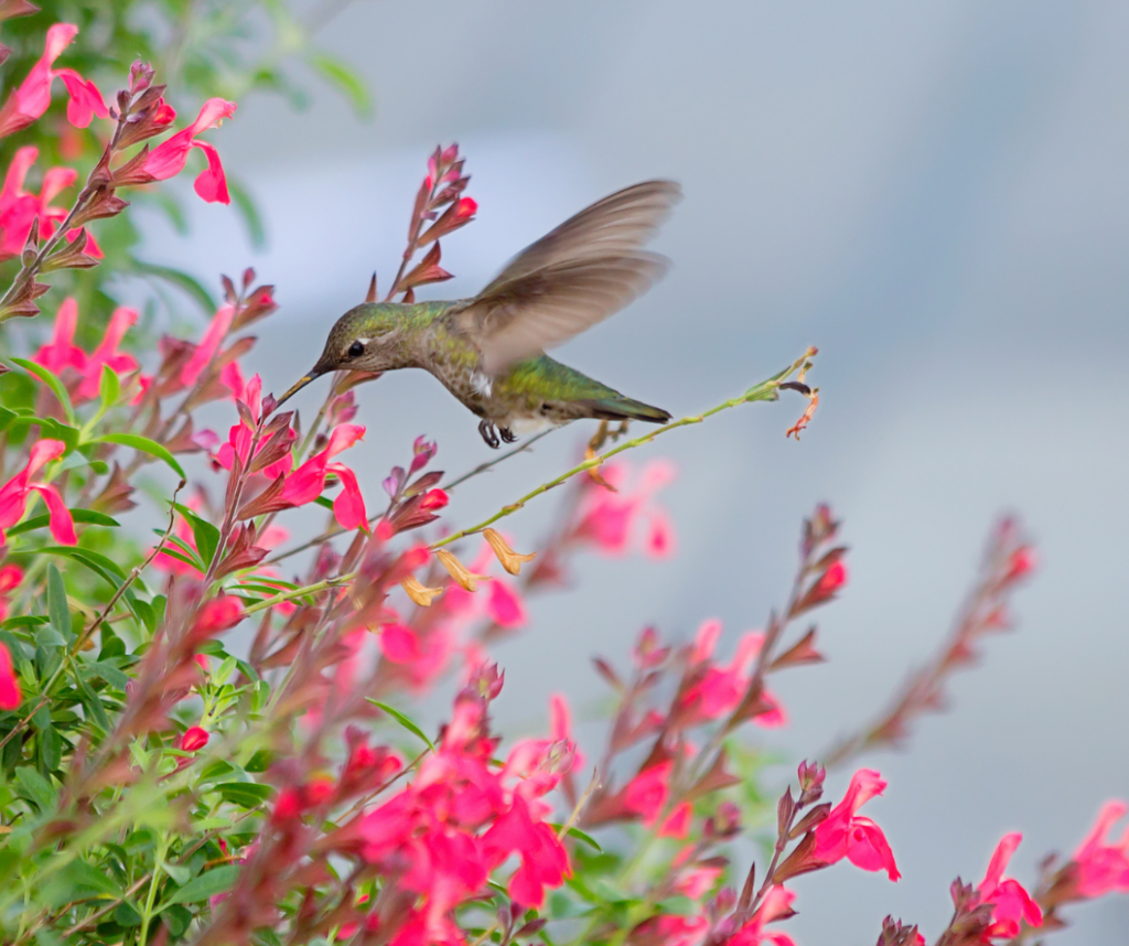 What Attracts Pollinators to Flowers. Hummingbird with salvia.
