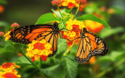 What Attracts Pollinators to Flowers? A Guide for San Antonio