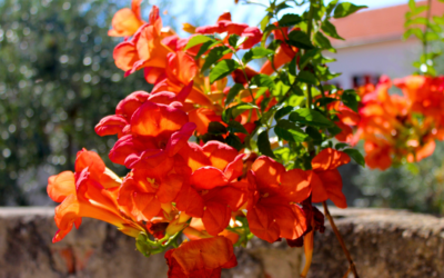 Texas Esperanza Plant: Dwarf Kalama Esperanza Varieties