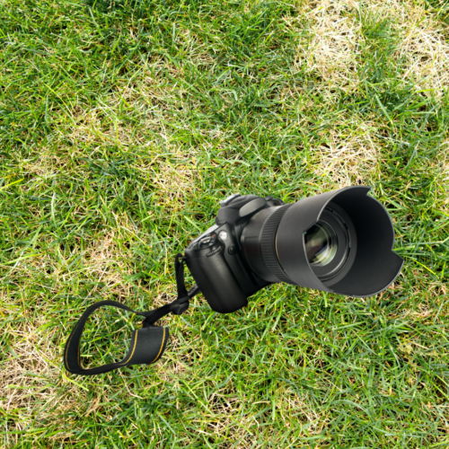 Lawn with disease with a camera.