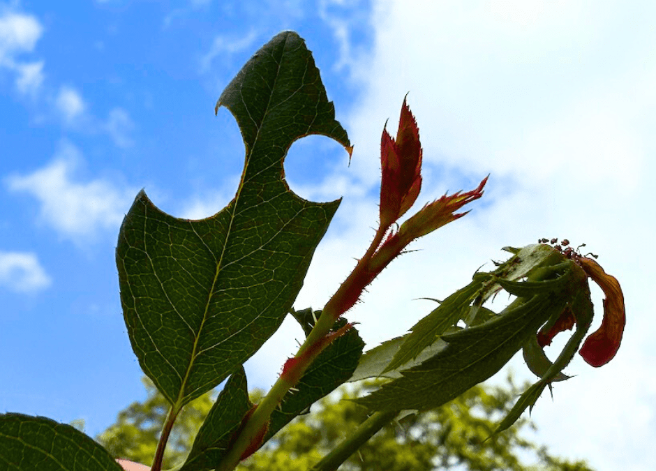 Holes in Leaves? You Might Have Leaf Cutter Bees.