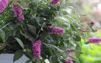 Buddleia davidii: How to Grow a Butterfly Bush