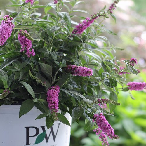 Buddleia davidii: How to Grow a Butterfly Bush