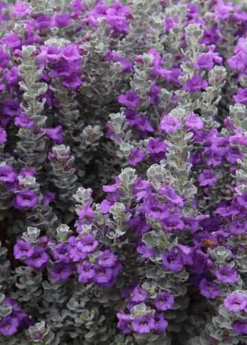 Microburst cenizo texas sage