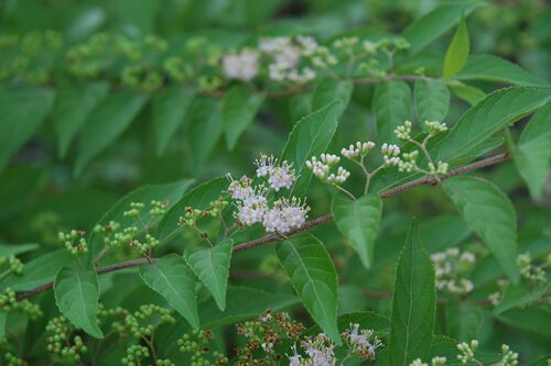 Flowers on a beautyberry.