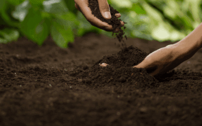 Why Building Healthy Garden Soil Matters So Much